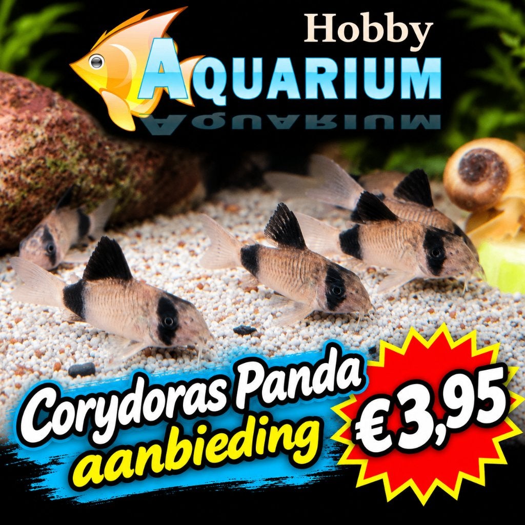 Hobbyaquarium Corydoras Panda aanbieding, Dieren en Toebehoren, Vis, Zoetwatervis, Schoolvis