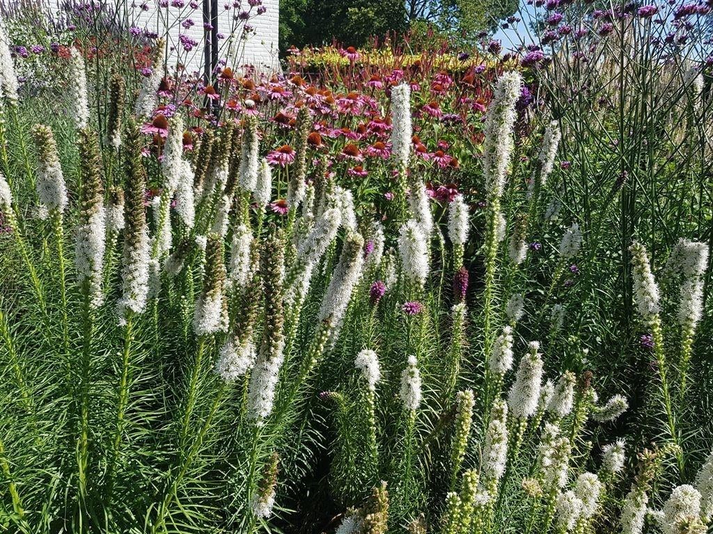 Vasteplant Liatris Alba witte lampenpoetser- afhaal aanbiedi, Tuin en Terras, Planten | Tuinplanten, Ophalen, Overige soorten