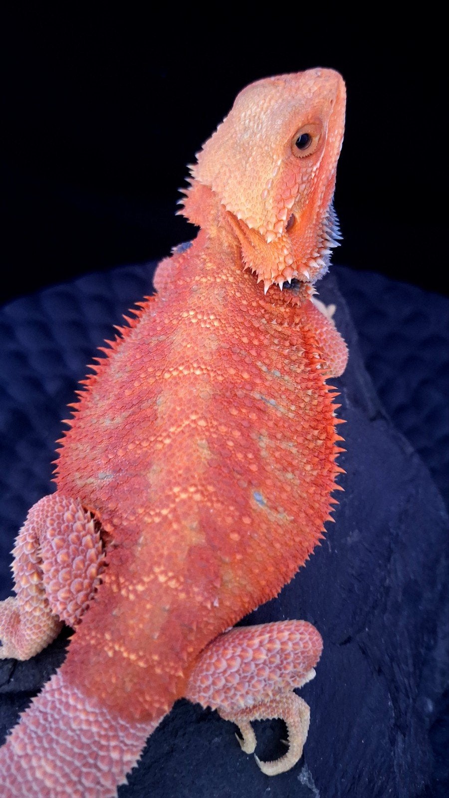 Boss Red HypoTrans Coral G-Stripe Blue Bar Baardagaam man Bearded Dragon photo 2