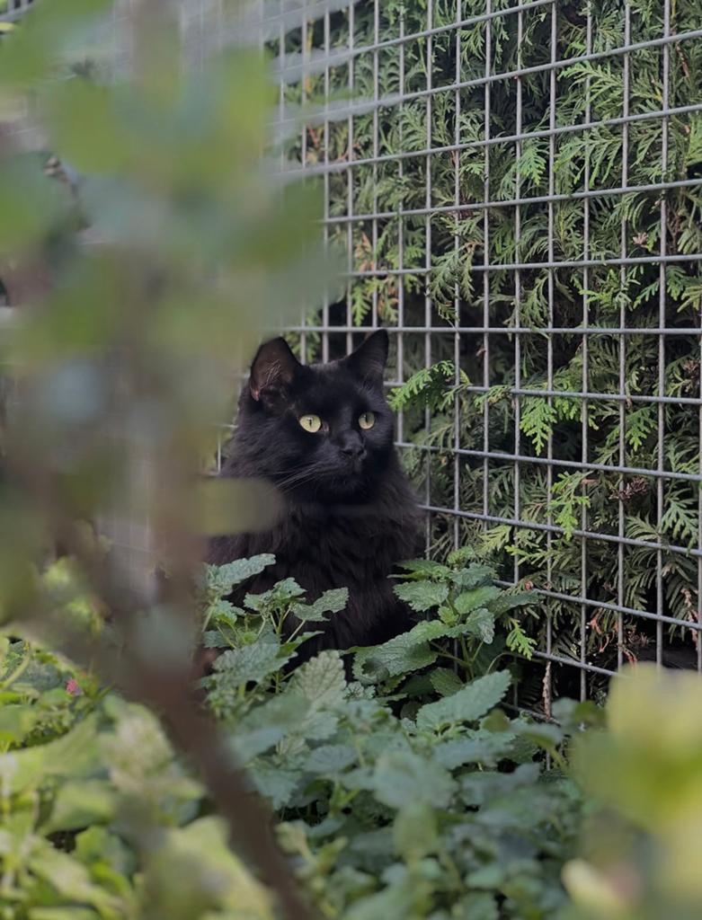 Half maine coon + zijn vriend, Kater