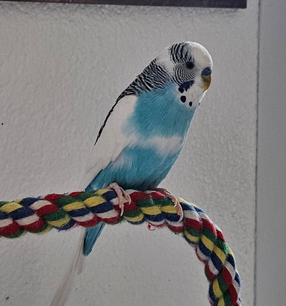 Blauwe parkiet te koop, Dieren en Toebehoren, Vogels | Parkieten en Papegaaien, Mannelijk, Parkiet