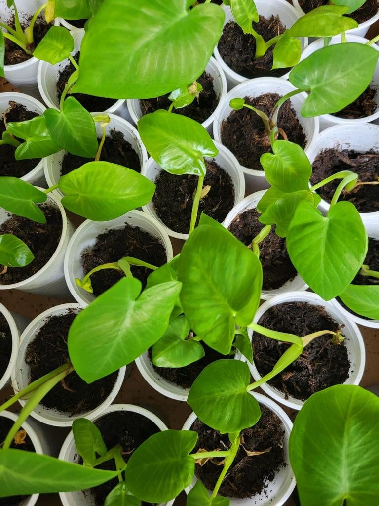Tayerblad plantjes, Tuin en Terras, Planten | Tuinplanten, Ophalen, Eenjarig, Groenteplanten, Volle zon