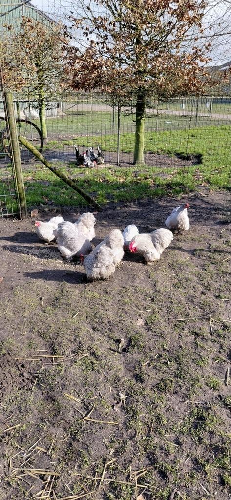 Te koop broedeieren van de Cochin zilvergrijs, Dieren en Toebehoren, Pluimvee, Geslacht onbekend, Kip