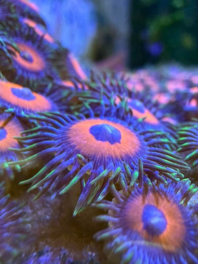 Zoanthus watermelon, Dieren en Toebehoren, Overige typen, Zoutwatervis