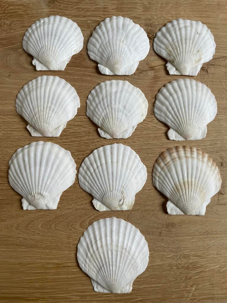 10 Kleine Sint Jacobs Schelpen., Verzamelen, Mineralen en Fossielen, Ophalen of Verzenden, Schelp(en)