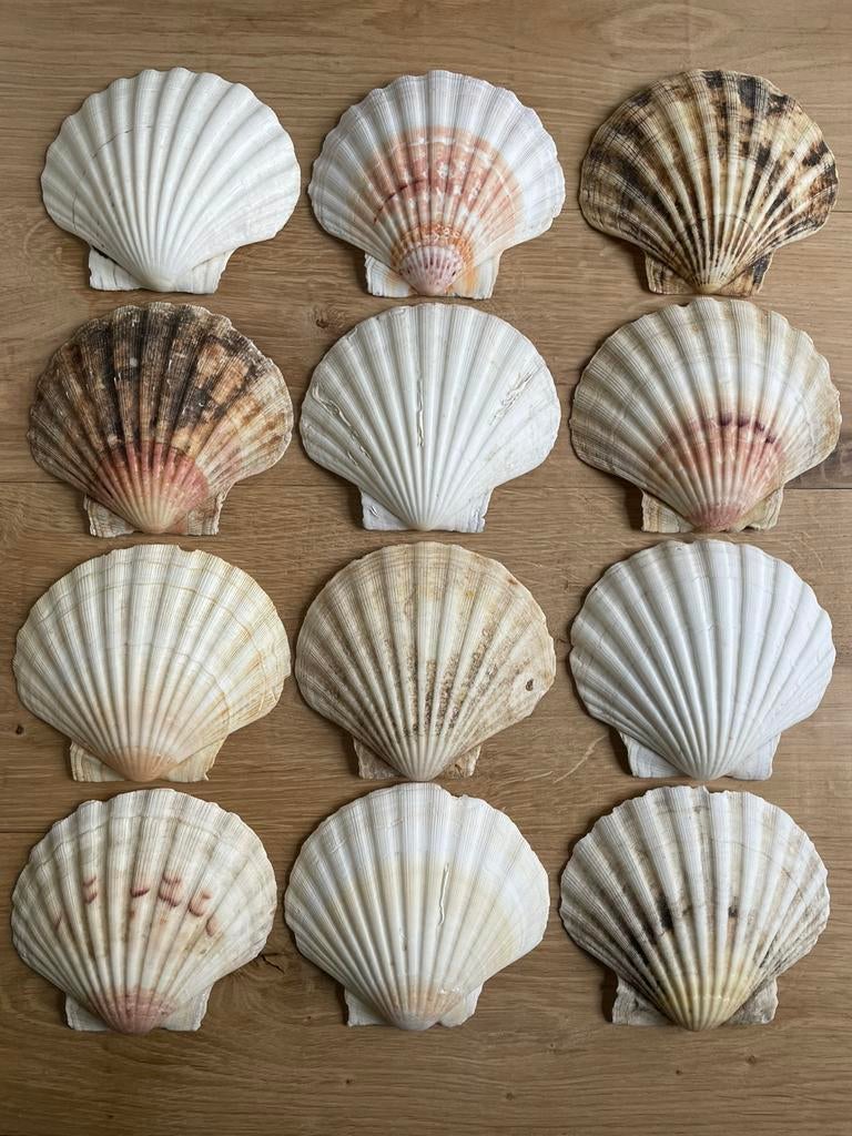 12 Grote Sint Jacobs Schelpen., Verzamelen, Mineralen en Fossielen, Ophalen of Verzenden, Schelp(en)
