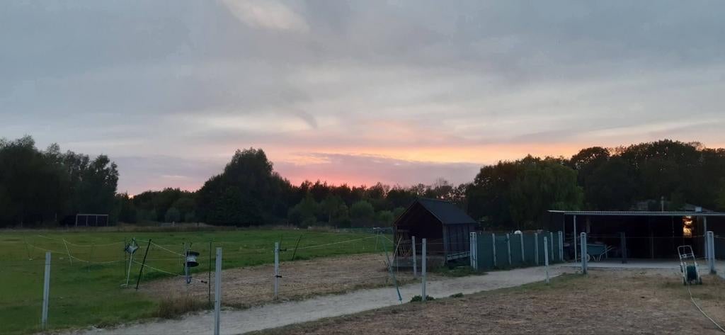 Plekje vrij op kleinschalige paddockparadise, Weidegang