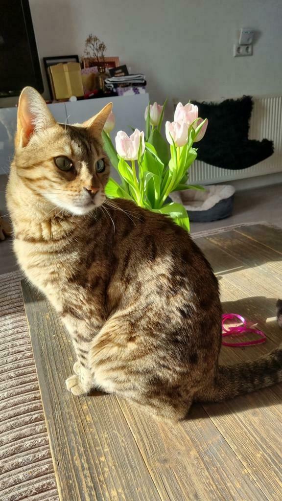 Bengaal, Dieren en Toebehoren