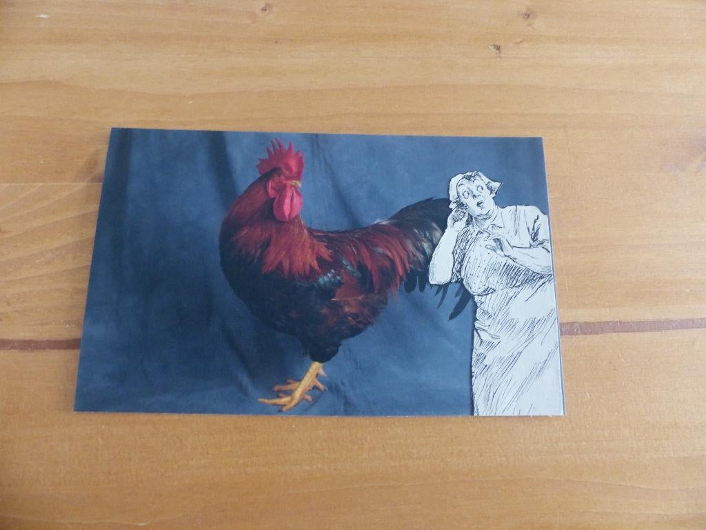 Ansichtkaarten kip humor, Verzenden, 1980 tot heden, Ongelopen, Vogel