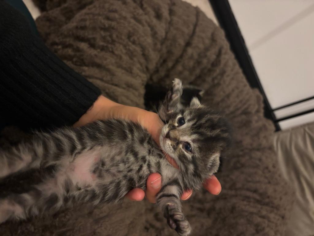 Cyperse kittens, Dieren en Toebehoren, Katten en Kittens | Raskatten | Korthaar, Poes, 0 tot 2 jaar