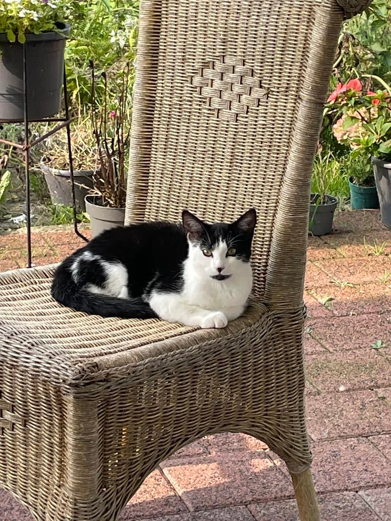 Lieve kitten, Dieren en Toebehoren, Katten en Kittens | Overige Katten, Poes, Kortharig, 0 tot 2 jaar