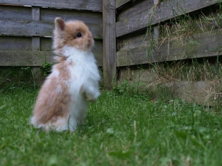 Jonge konijntjes dwergjes hangoor voskonijn, Meerdere dieren, Dwerg, Hangoor