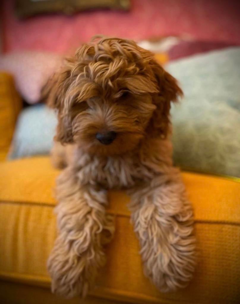 We zoeken lieve  gastgezinnen❤️cuddlewell labradoodle, Overige rassen, CDV (hondenziekte), 8 tot 15 weken, Meerdere
