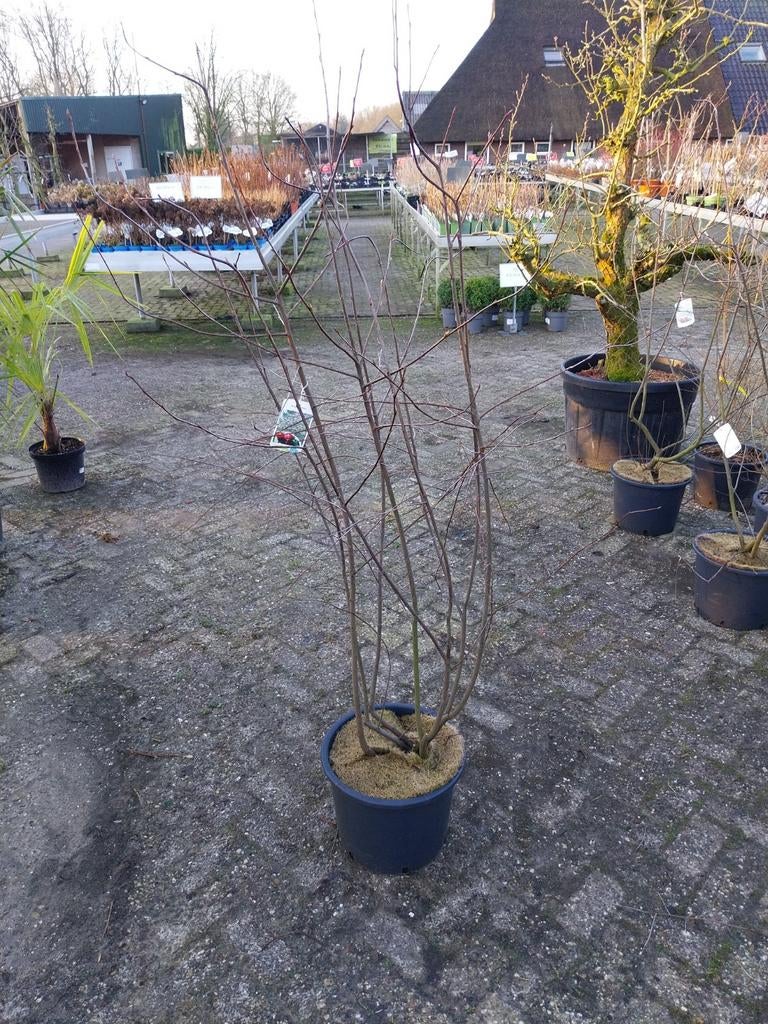 Meerstammige Krentenboom Amelanchier Lamarckii, Tuin en Terras, Planten | Bomen, Overige soorten, 100 tot 250 cm, Volle zon, Lente