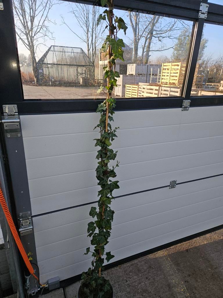 Hedera hibernica, Ophalen of Verzenden, Bloeit niet, Klimplanten, Halfschaduw