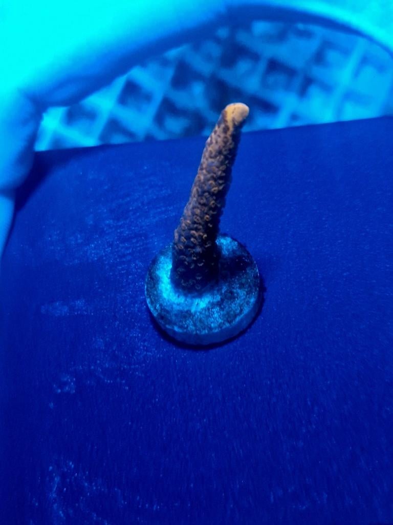 Montipora Samarensis rood, Dieren en Toebehoren, Vissen | Aquariumvissen, Zoutwatervis, Overige typen