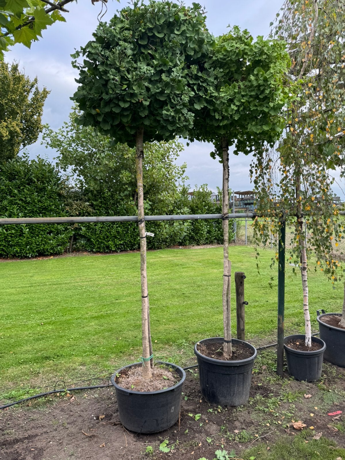 Ginkgo Biloba 'Mariken' op stam 190 cm, Overige soorten, Volle zon, Vaste plant, Ophalen of Verzenden