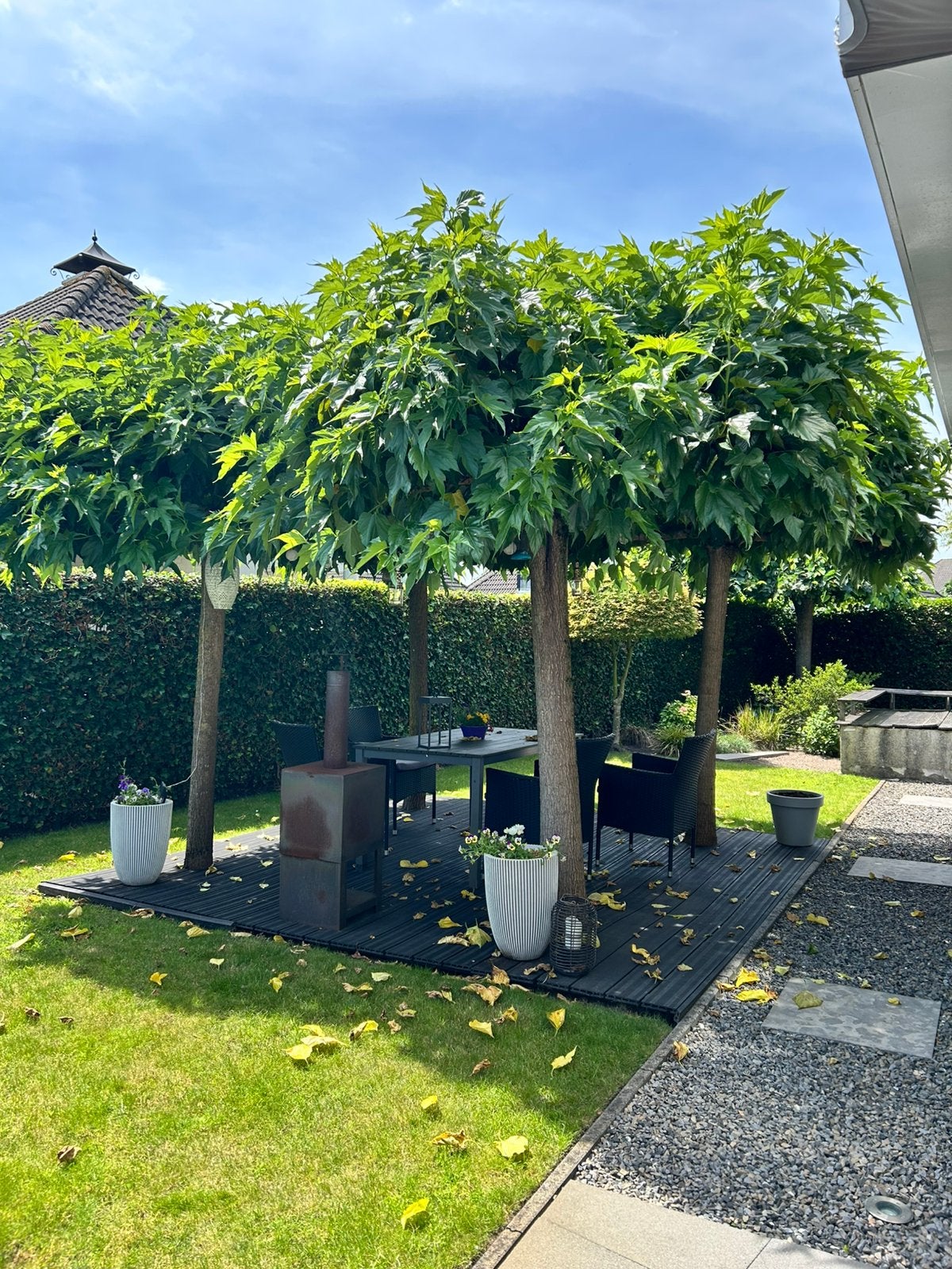4 prachtige volwassen dakmoerbeien, Tuin en Terras, Planten | Bomen, Ophalen, Volle zon, Overige soorten