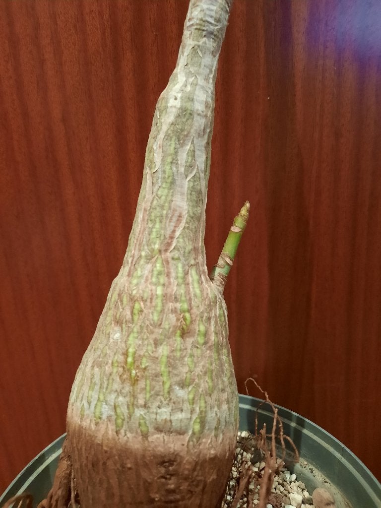 Bombax ellipticum, Caudex, succulent, houseplant, Verzenden, Halfschaduw, Minder dan 100 cm
