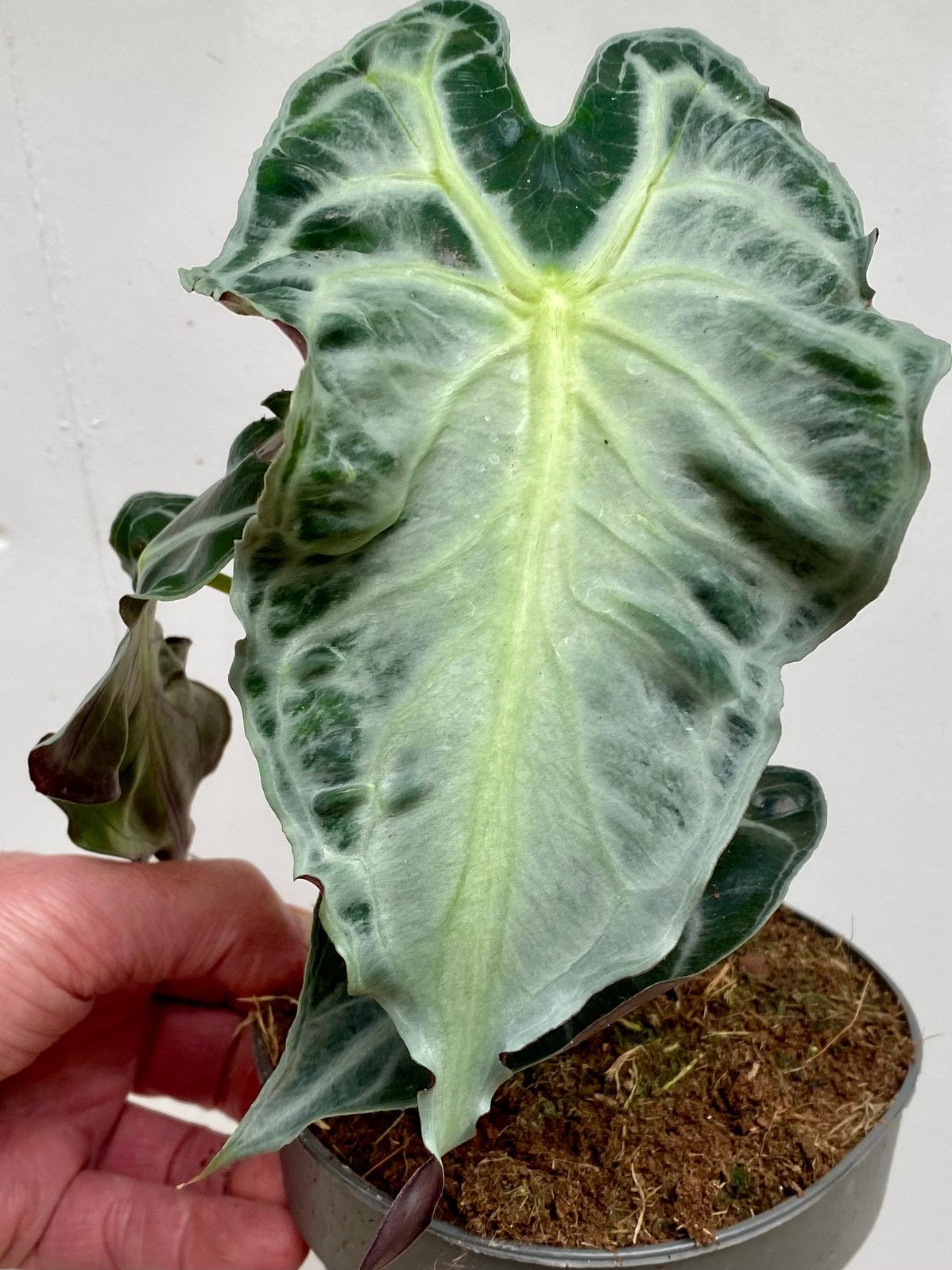 Alocasia ‘Venom’, fraai nieuw soort. Topkans, Ophalen of Verzenden