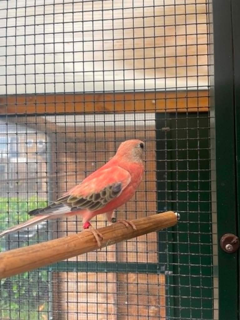 Bourkes opaline., Dieren en Toebehoren, Mannelijk, Parkiet, Geringd