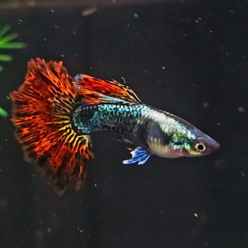 Prachtige Platinum Red Dragon Guppen 100% raszuiver, Dieren en Toebehoren, Vissen | Aquariumvissen, Vis