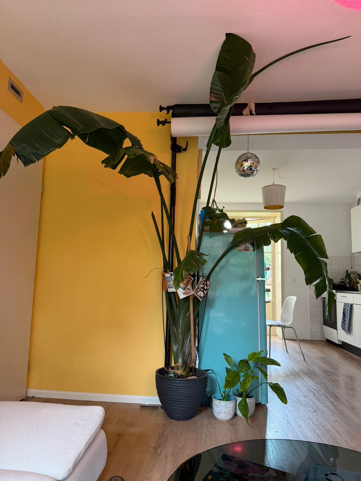 Grote Strelitzia Nicolai >2m50 (Paradijsvogelplant), Ophalen, 200 cm of meer, Overige soorten, In pot