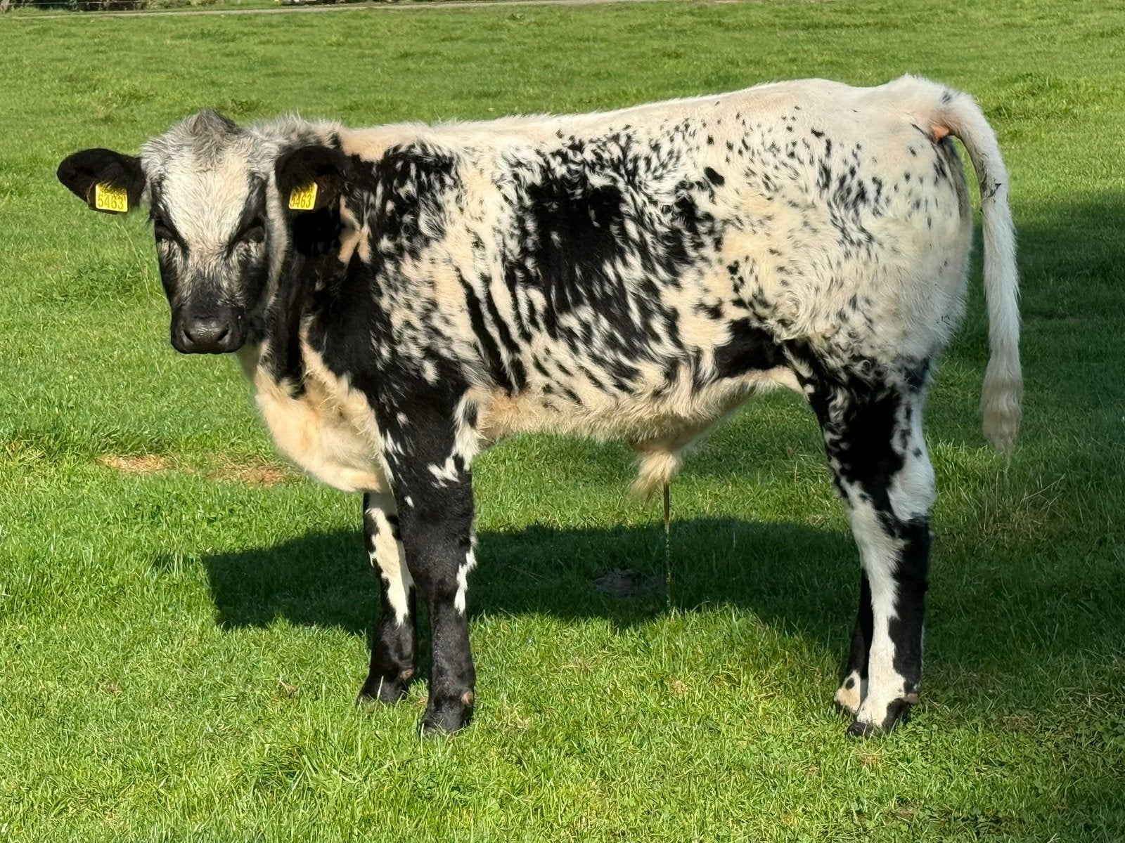 Super spakle park ( dek ) stier te koop, Dieren en Toebehoren, Mannelijk