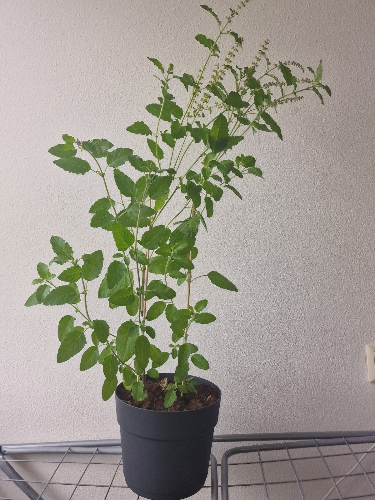 Tulsi plant, Ophalen, Volle zon, Eenjarig, Kruiden