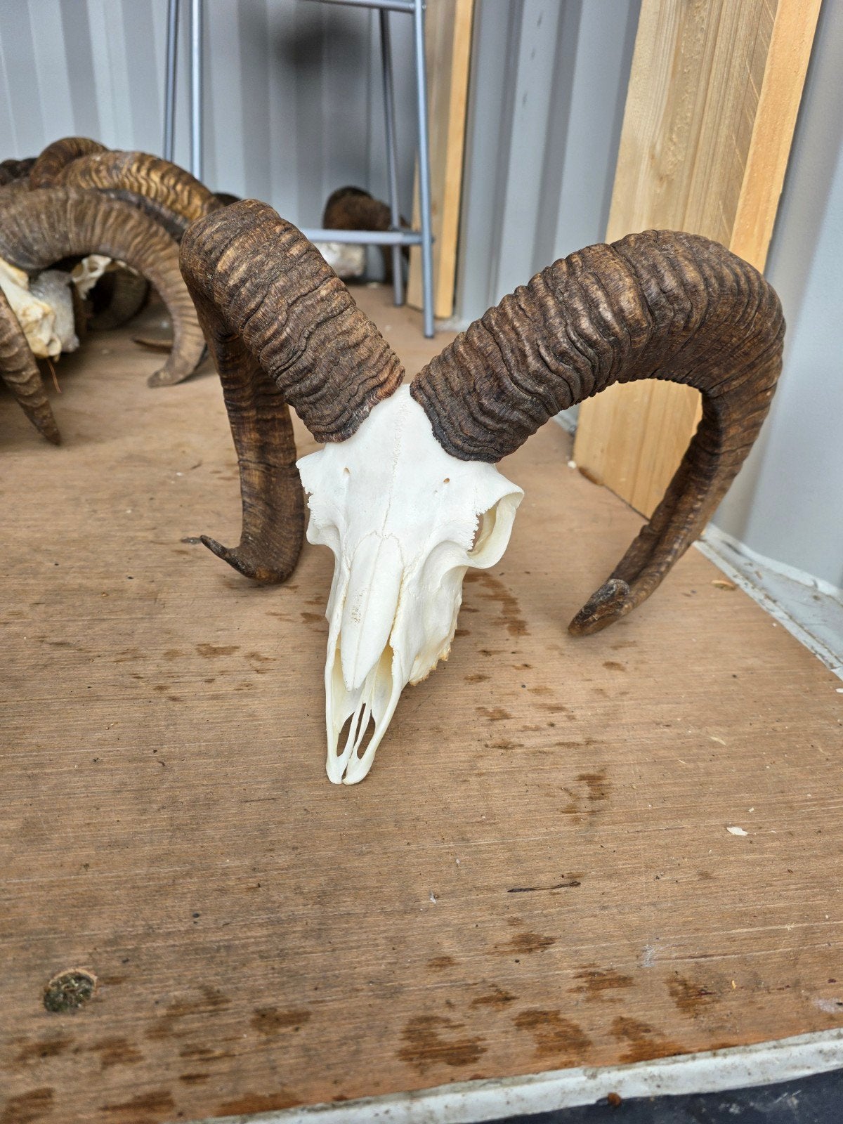 Moeflon schedels taxidermie opgezette dieren Moeflon ram kop, Ophalen, Nieuw, Schedel