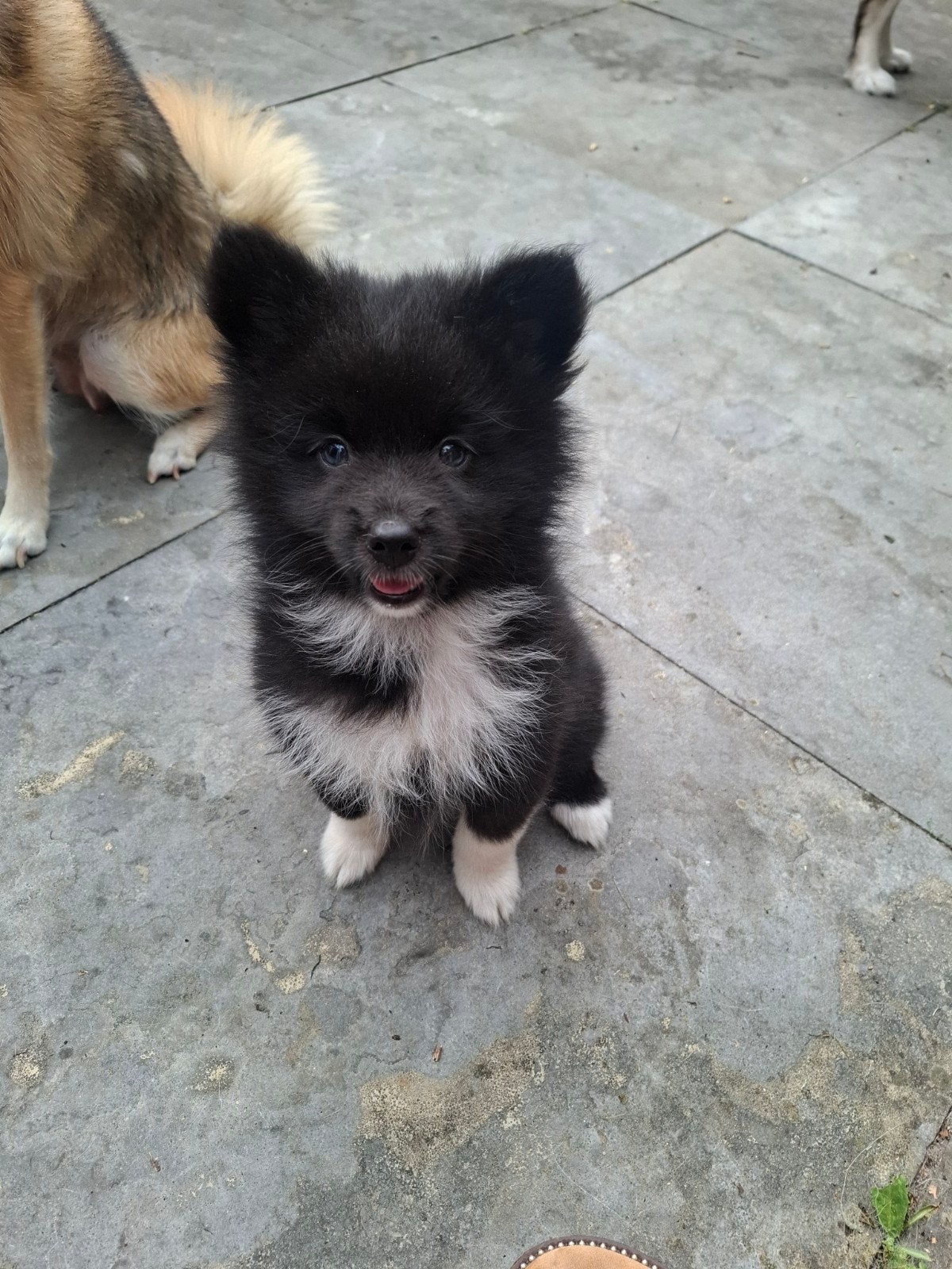 Pomsky reu mag het nest verlaten!, Dieren en Toebehoren, 8 tot 15 weken, Eén hond, Nederland, Fokker | Hobbymatig