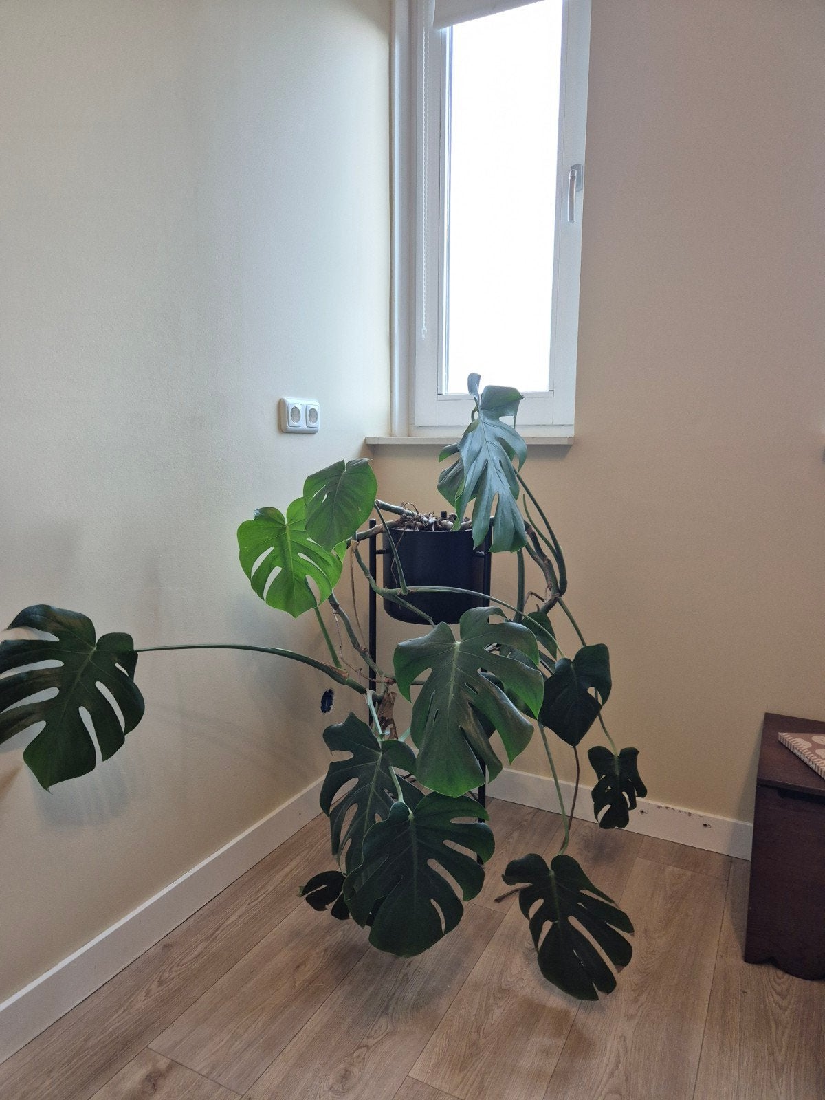 Grote Monstera plant, Huis en Inrichting, Kamerplanten, Ophalen, 100 tot 150 cm, Overige soorten, Halfschaduw