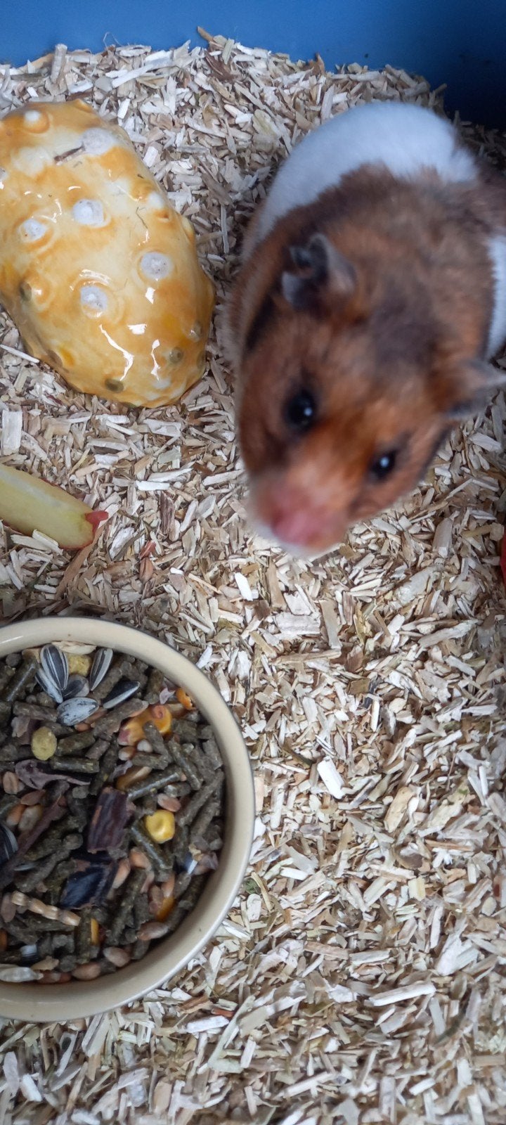 Hamster, Dieren en Toebehoren, Knaagdieren, Januari, Vrouwelijk, Hamster