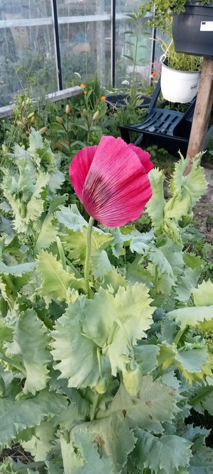 Papaver somniferum Rose - Slaapbol zaden, Ophalen of Verzenden, Najaar, Volle zon, Zaad