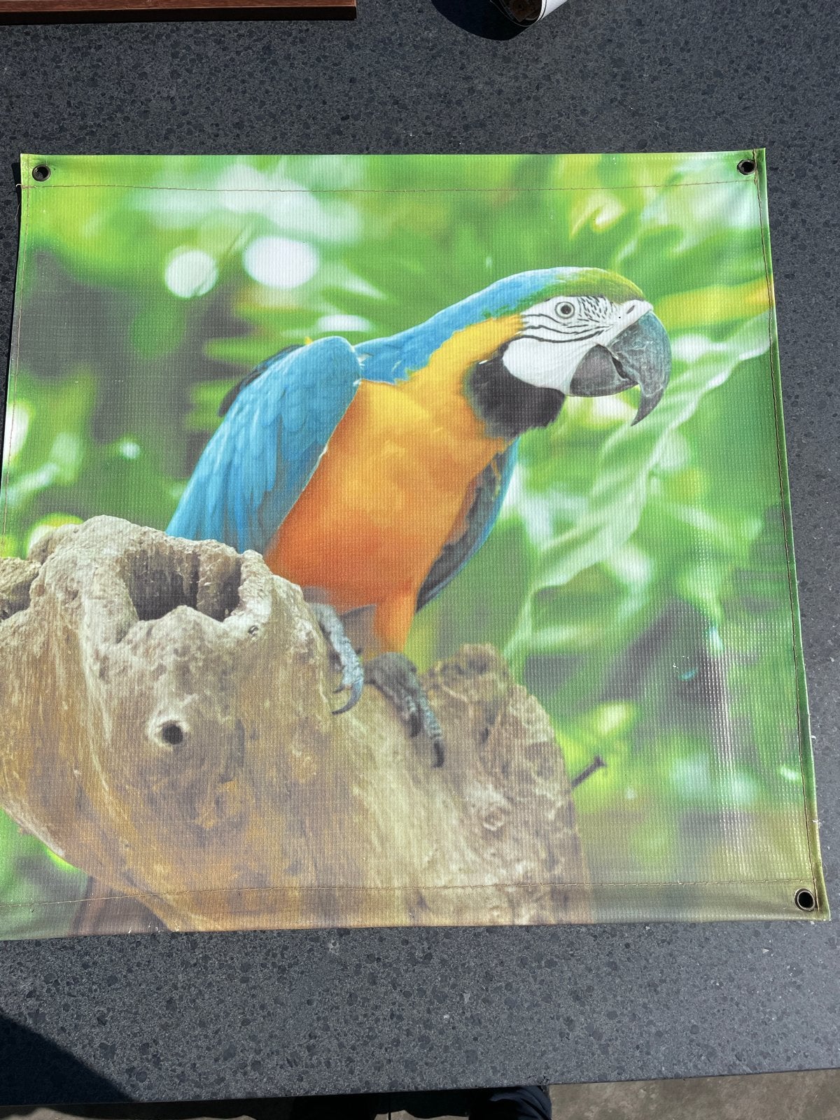 Tuinposter 60x60cm met kleurrijke papegaai, Ophalen, Nieuw