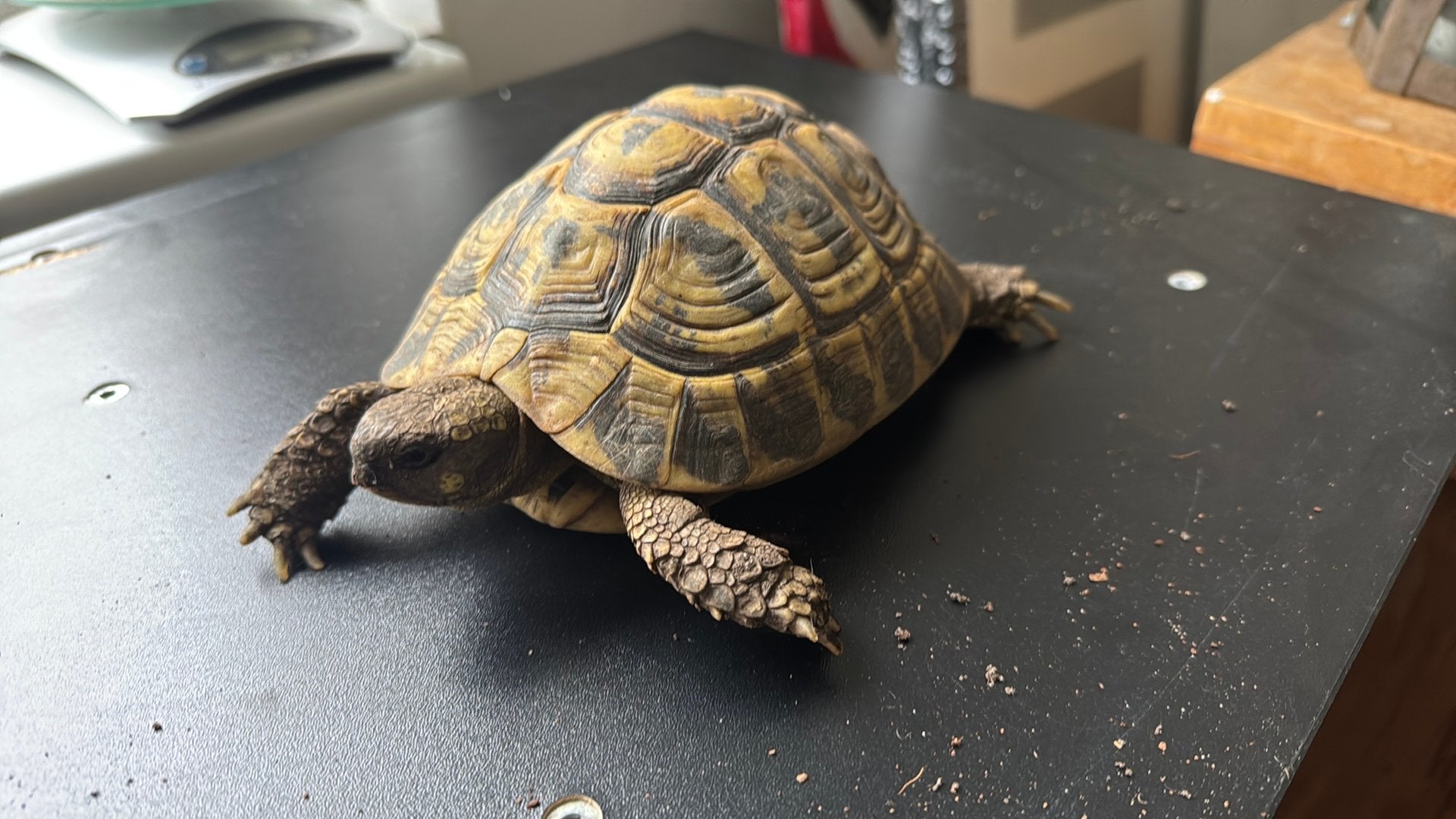 Testudo Herm. Hermanni vlw vrouw Tortoise photo 3