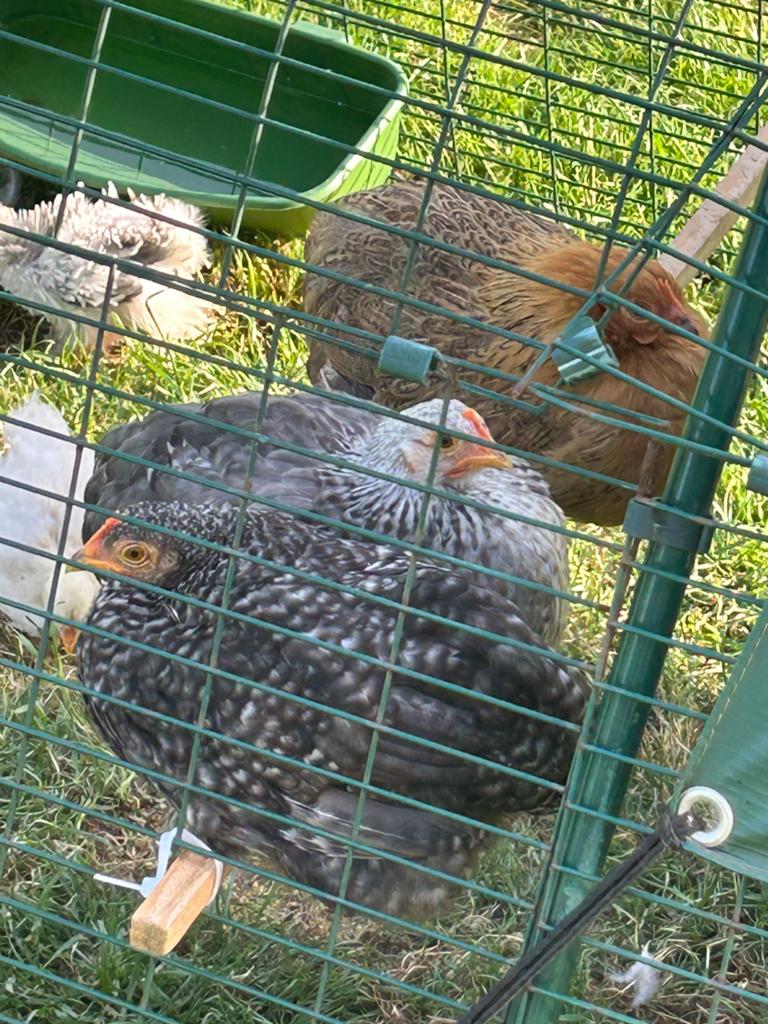 Cochin kriel kippen, Dieren en Toebehoren, Pluimvee, Vrouwelijk, Kip