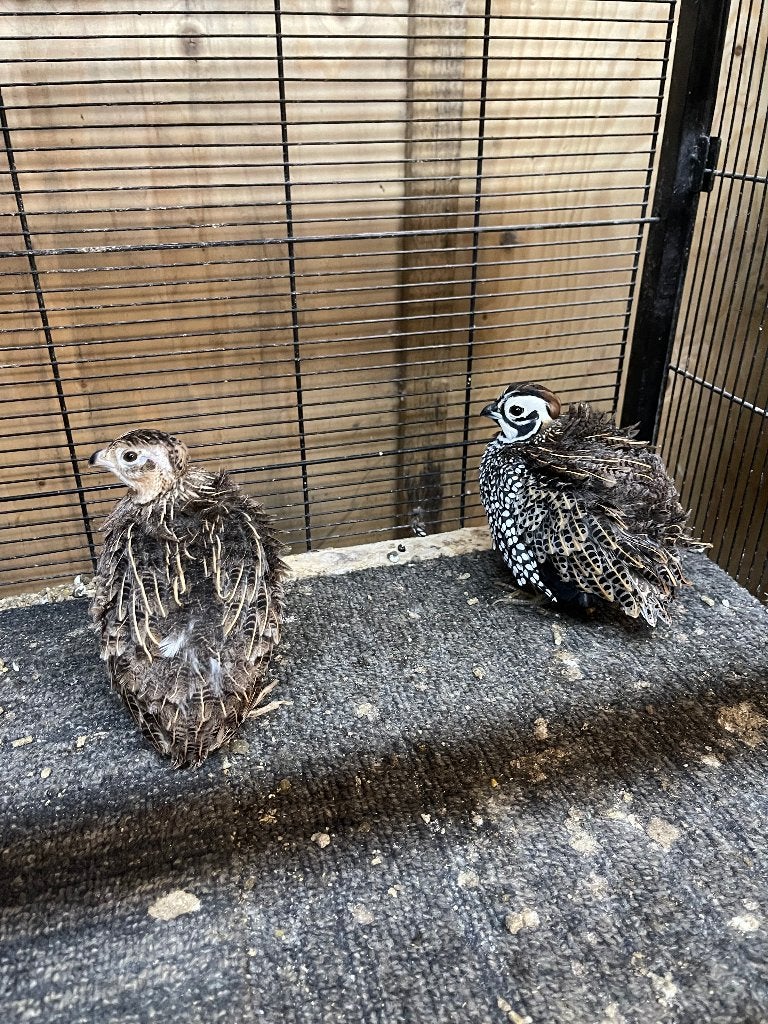 montezuma kwartels koppel, Meerdere dieren, Geringd