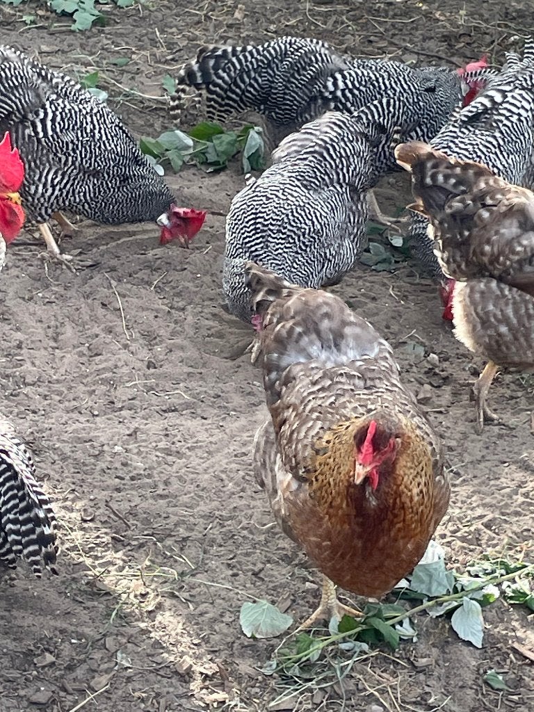 Bielefelder hennen/ kippen/ leghennen, Dieren en Toebehoren, Vrouwelijk, Kip