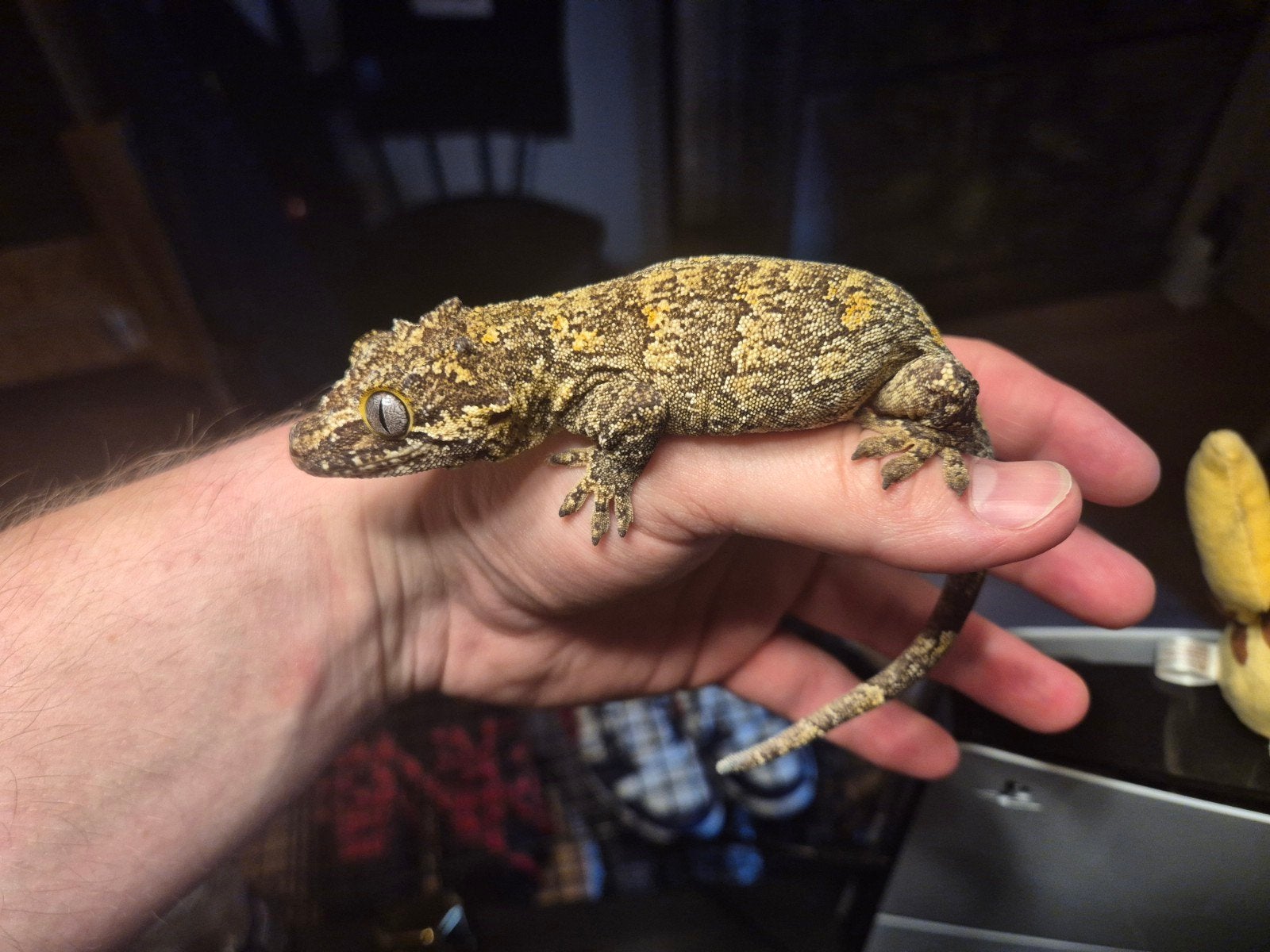 Gargoyle Gecko, Dieren en Toebehoren, Reptielen en Amfibieën, Hagedis, Tam, 7 tot 10 jaar