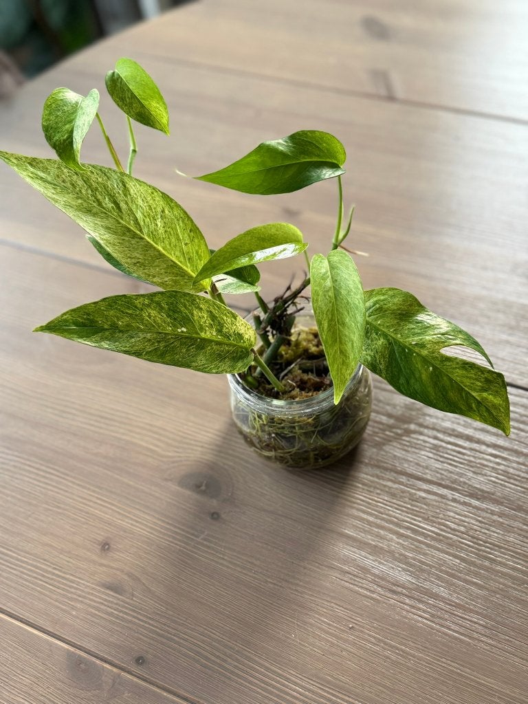 Epipremnum Pinnatum Mint (gewortelde stek), Ophalen of Verzenden, Halfschaduw, Minder dan 100 cm