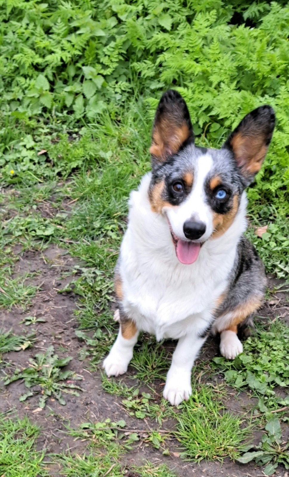 Welsh Corgi teef, Dieren en Toebehoren, Teef, Eén hond, 3 tot 5 jaar, Herder