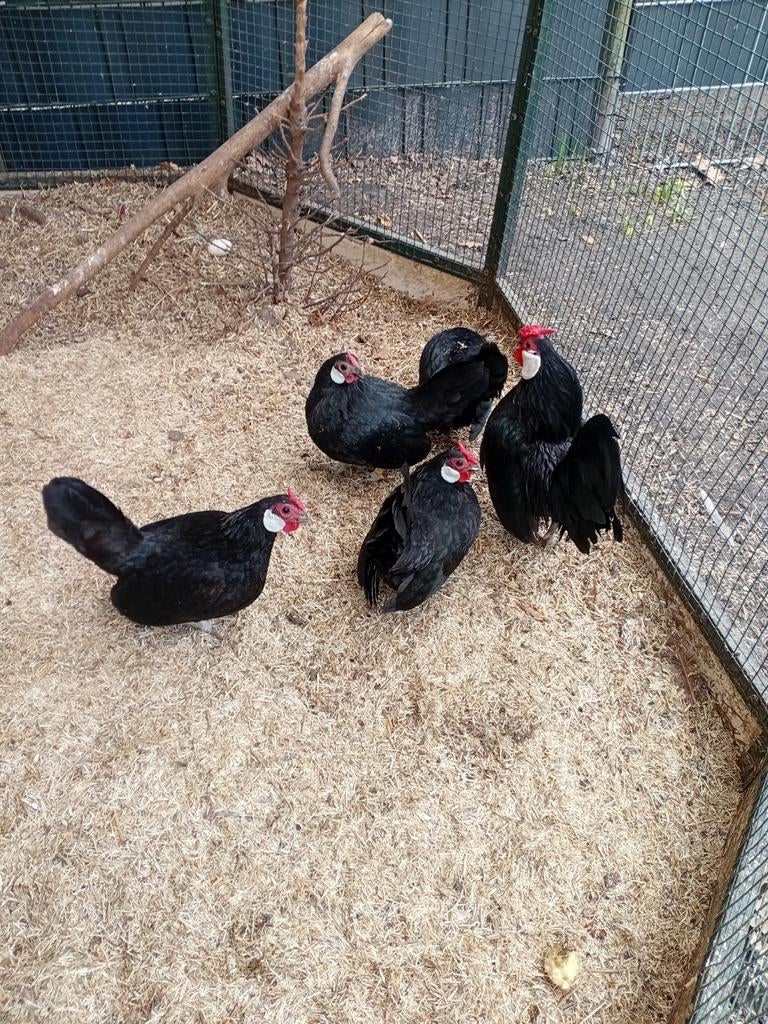 Java krielen, Dieren en Toebehoren, Meerdere dieren, Kip