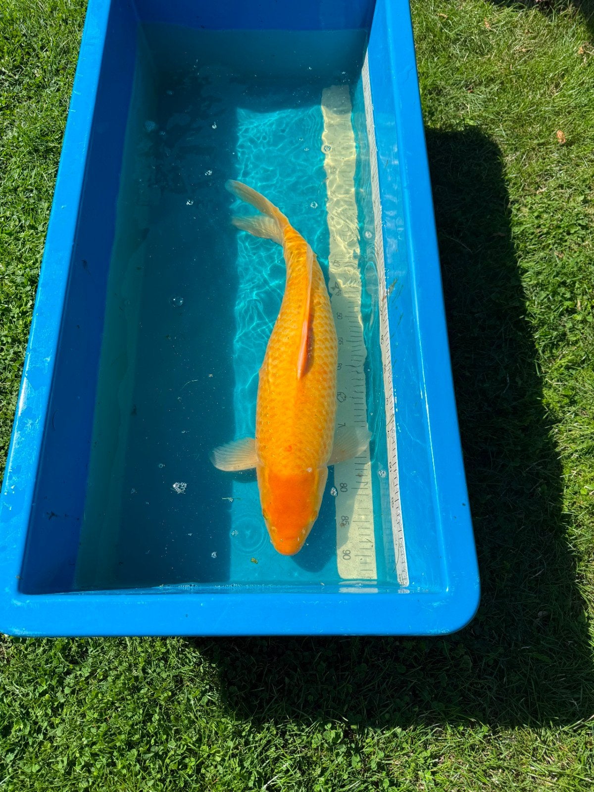 karashigoi, Dieren en Toebehoren, Karper of Koi