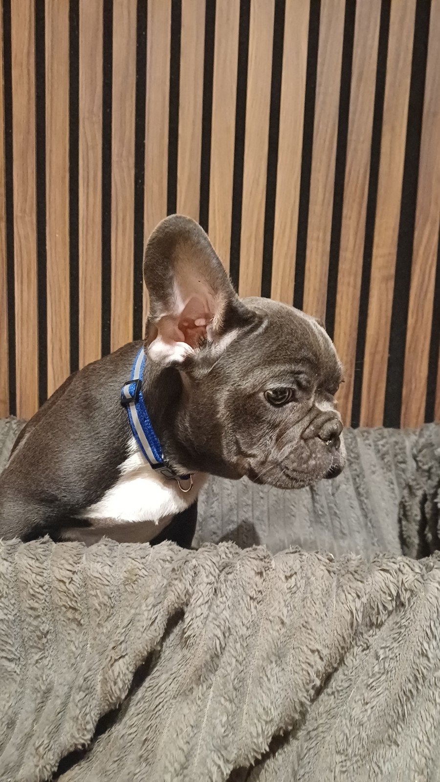 Franse bulldog Pups *blauw blue tan & fawn*, Dieren en Toebehoren, Honden | Bulldogs, Pinschers en Molossers, Meerdere dieren