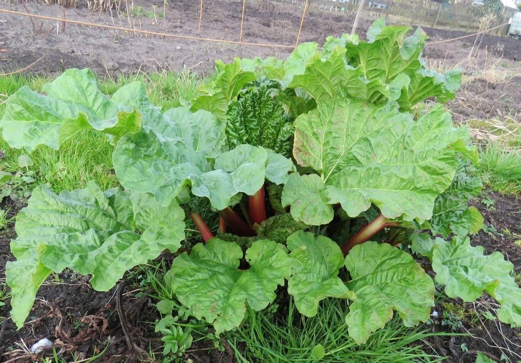 Vaste plant : Rabarberplanten 5 euro, Tuin en Terras, Planten | Tuinplanten, Ophalen, Vaste plant, Overige soorten, Volle zon