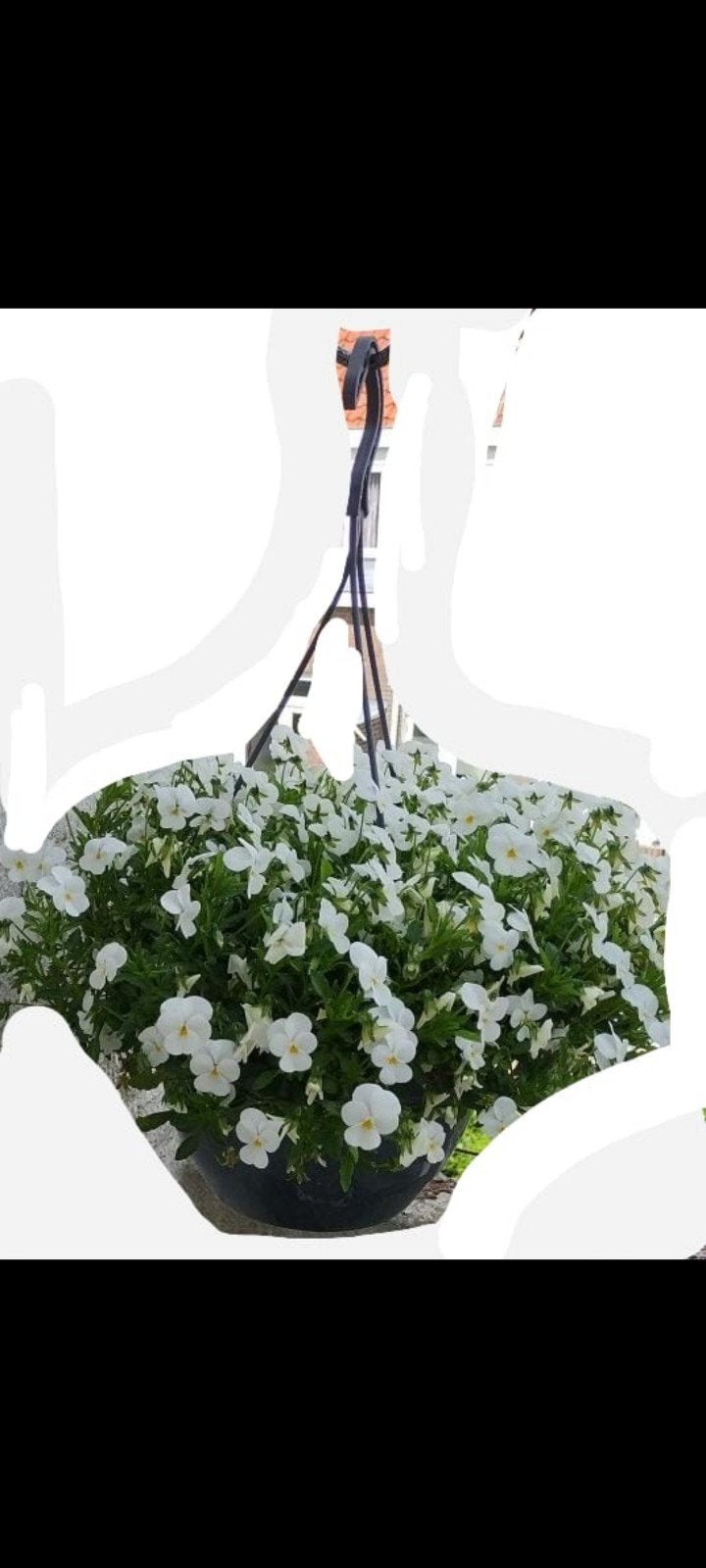 Gezocht lege plastic hangbak voor plantjes, Tuin en Terras, Bloembakken en Plantenbakken, Ophalen, Kunststof, Minder dan 30 cm