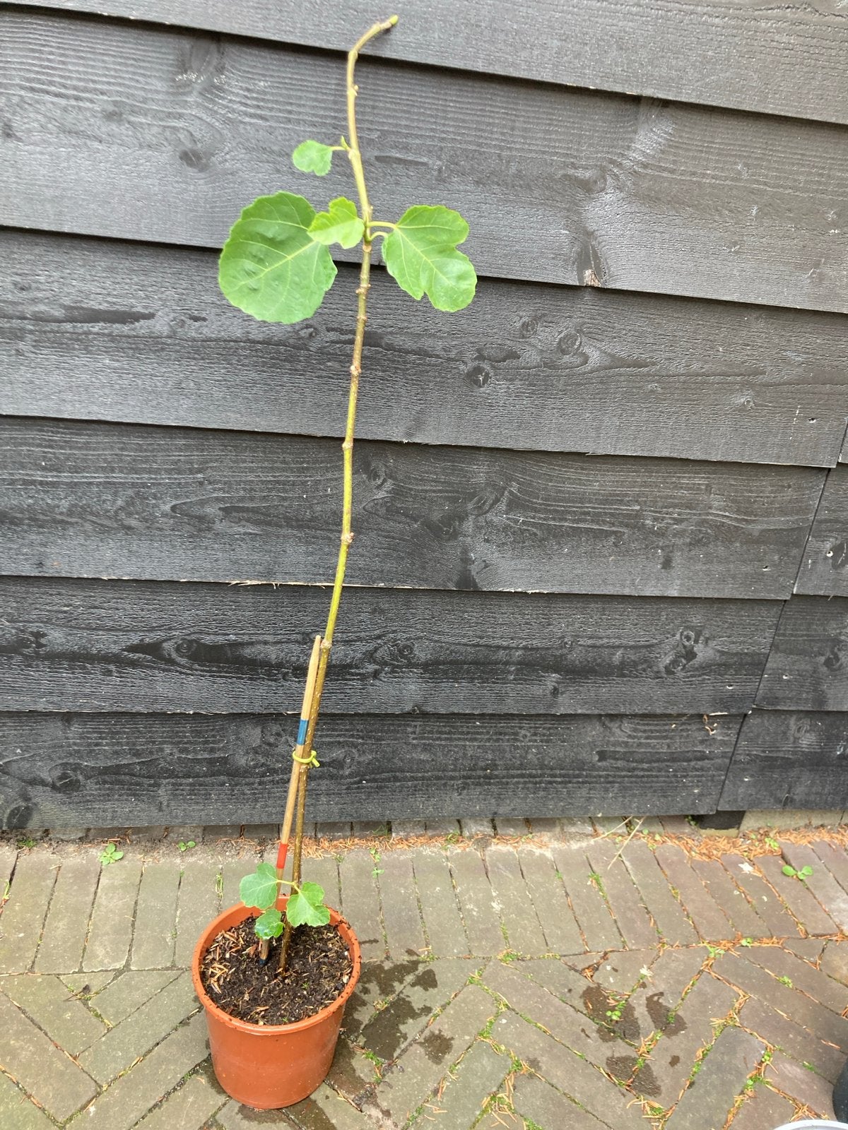 Jonge vijgenboom in pot - klaar om te planten, Ophalen, Volle zon, Vaste plant, Zomer