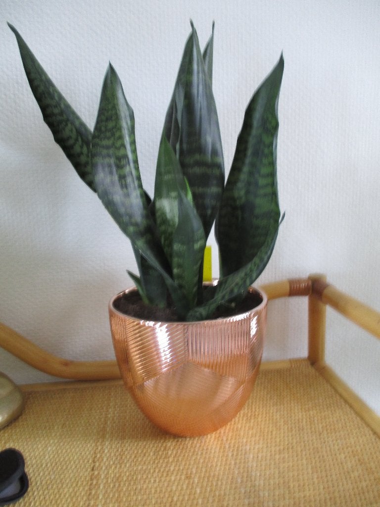kamerplanten, Ophalen, In pot, Halfschaduw, Minder dan 100 cm
