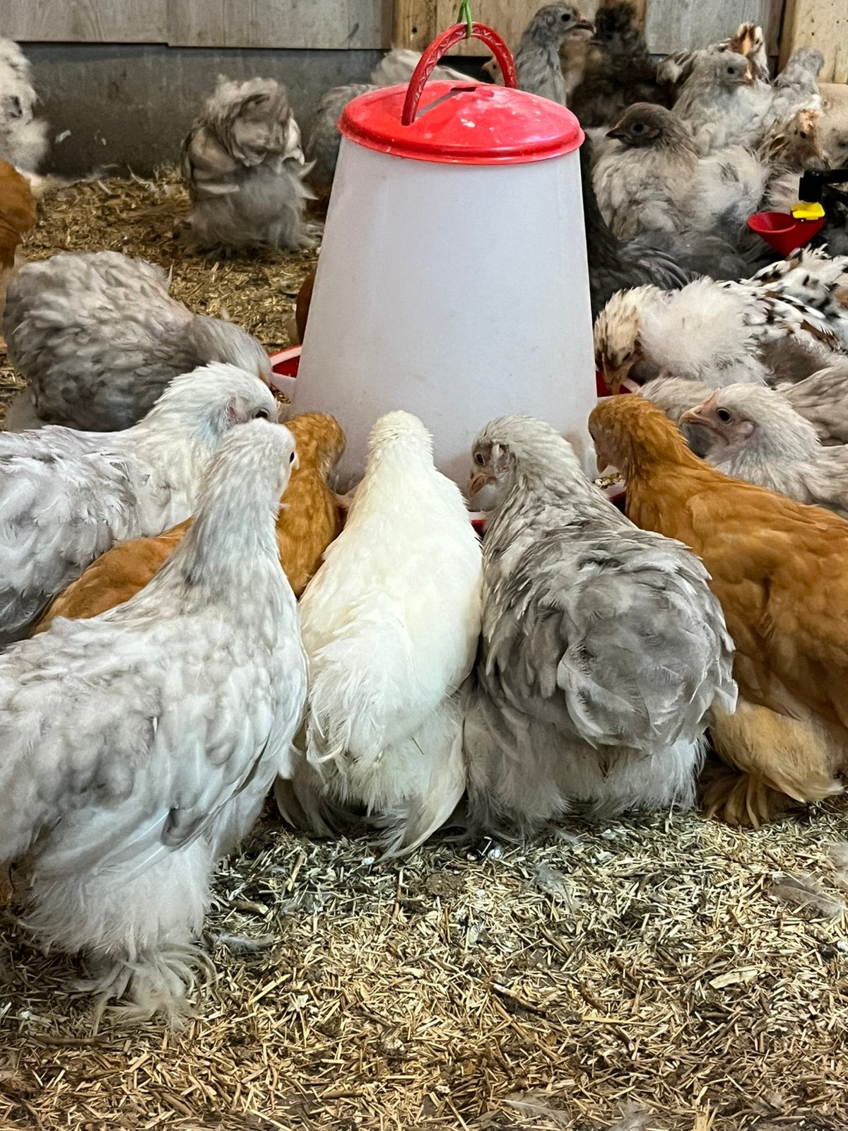Cochin kriel kippen, Dieren en Toebehoren, Vrouwelijk, Kip